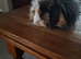 2 baby Peruvian guineapigs