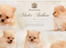KC DNA SHORT MUZZLE MINIATURE POMERANIAN PUPPIES