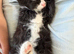 Kittens for sale