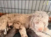 Male cockapoo puppy