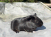 4 baby boars
