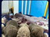 Neopolitain mastiff