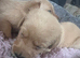 Lurcher cross Labrador