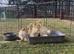 Embden goslings for sale