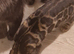 16 week female rosette bengal for sale