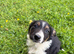 Beautiful Puppies for Sale