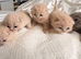 ️BRITISH SHORTHAIR KITTENS FOR SALE️
