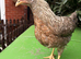 Stunning Crested Cream Legbar Pullet - Purebred Blue Egg Layer!