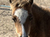 Refined Pure Falabella Colt
