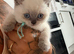 Last 2 British short hair kittens ready now