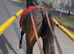2 year old filly