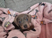 Male puppy