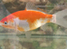 Goldfish