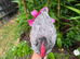 2 8 week old lavander leghorn cockrels