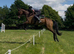 9yo 17.2hh gelding
