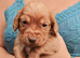 Beautiful cocker spaniel puppies READY NOW