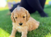 Stunning minature Cockapoo puppies