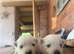 West Highland terrier puppies for sale!