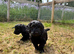 Cockapoo puppies F1