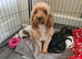 Cockerpoo f2 puppies