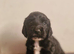 KC cocker puppy