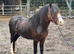 Bay sec a type gelding 4yr old
