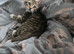 BENGAL