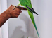 Beautiful hand tamed alexandrine parrots for sale.