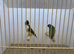 Pair of Gouldian Finches For Sale
