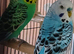 Pair of young cocks