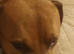 Staffordshire bull terrier cross