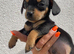 Dachshund puppies