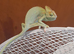 Veiled chameleons