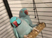RINGNECK