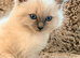 Beautiful Ragdoll Kittens – Ready for Their New Homes