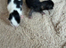 Beautiful litter of British longhair