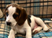 Beautiful Beagle puppies, ready for their new homes