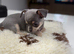 Stunning Blue & Tan Teacup Chihuahua Female Puppy