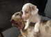 Isabella pied male miniature dachshund