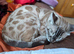 Beautiful Bengal