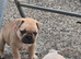 French bulldog puppies