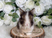 Vaccinated Pedigree English Angoras  xxx