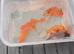 Gold fish
