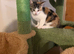 3 lovely kittens