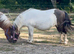 Superstar registered mare