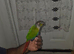 green cheeked parakeet