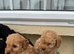 Lovely Cavapoos