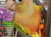 Handreared baby Pineapple Conures