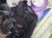 4beautiful burmese cross tabby kittens