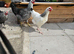 4 mixed breed chickens